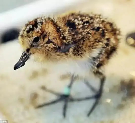 这鸟长了个勺子嘴是为了吃冰淇淋吗