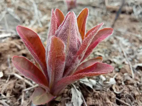 有一种植物叫狼毒