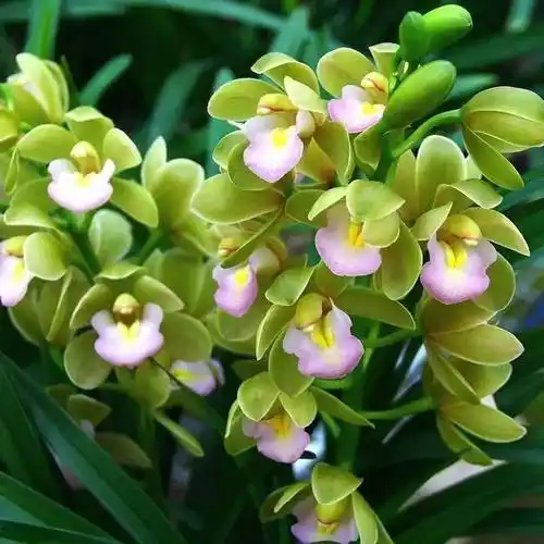 寓意「招财纳福」,请收下这盆"兰花之乡"的年宵花._寒兰_红宝石_蕙兰