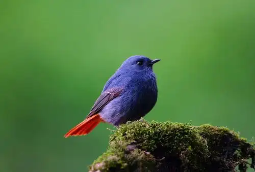 石燕鸟多少钱一只 石燕鸟多少钱