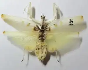 吴超全彩页 中国昆虫图鉴 螳螂书螳螂书籍 幽灵兰花圆盾螳螂卵螳螂