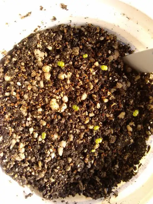 山地玫瑰发芽初期什么样子