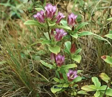 在中草药中称龙胆,胆草,苦胆草.主要为粗糙龙胆,别名龙胆.