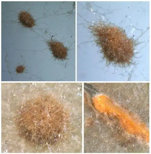 科学网—羊肚菌——菌核 - 刘伟的博文