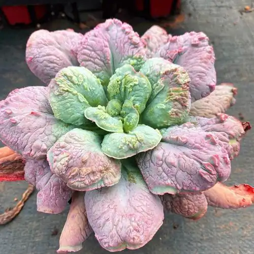 狂野男爵尼古拉斯全疣石进口多肉植物老桩群生高莎多肉植物