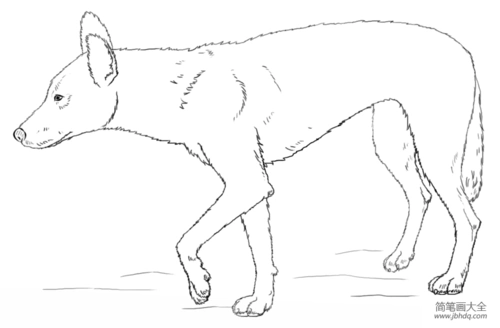 如何画澳洲野狗