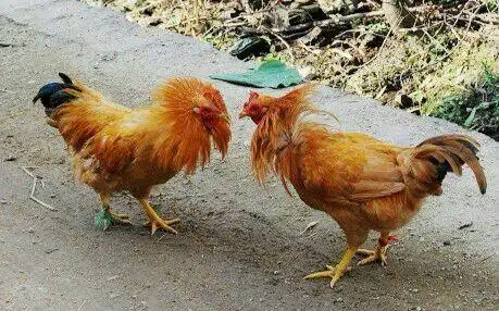 炉石传说菜鸡互啄第四季