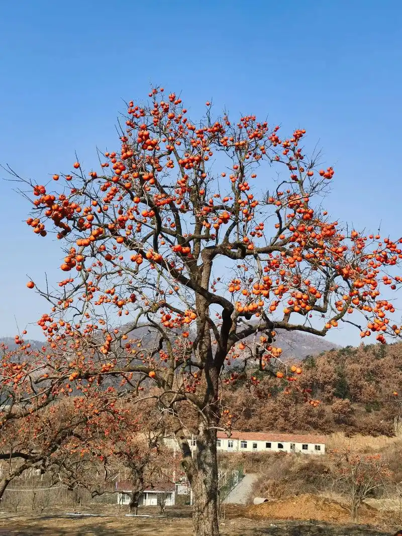 百年柿园,柿子满枝头#柿柿如意 #岁岁年年柿柿红 #手机摄影 - 抖音