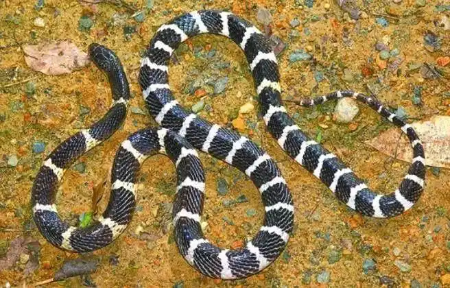 刷屏的中大银环蛇确认!有剧毒!它没被拿去煲汤