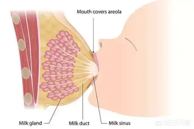 妊娠期间乳房变大变沉,合适的胸罩能给乳房提供支撑,避免乳房乳头的