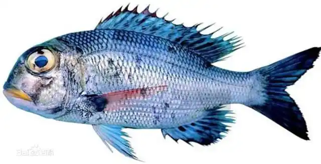 大眼黑鲷体长20-30cm,椭圆形.