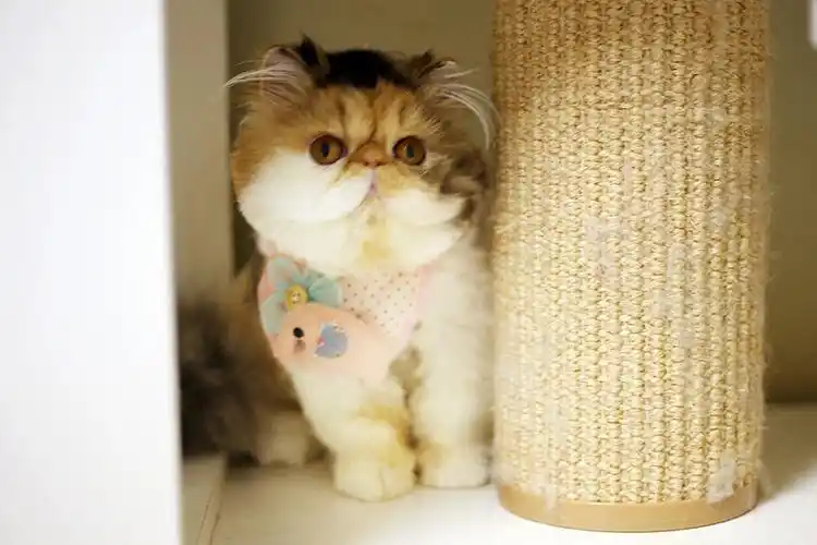 优惠出一只三花加菲猫女孩