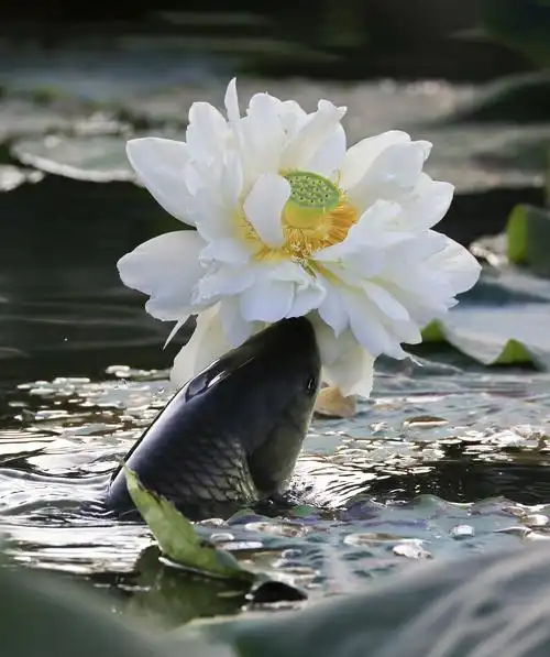 鱼吃荷花
