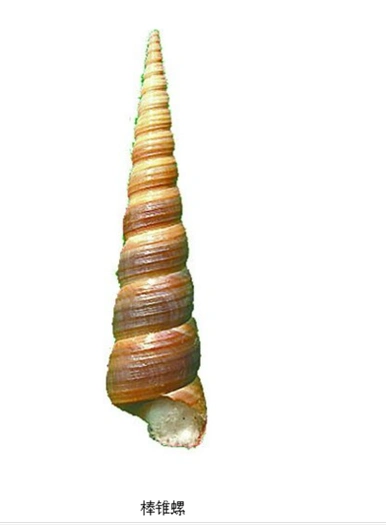 时隔23年厦门又现钉螺! 血吸虫病就是它传播的