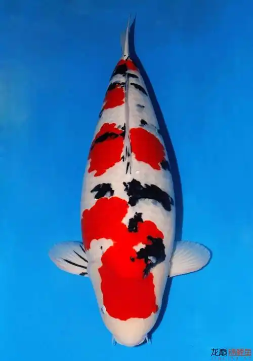 20172018年锦鲤比赛冠军鱼集锦