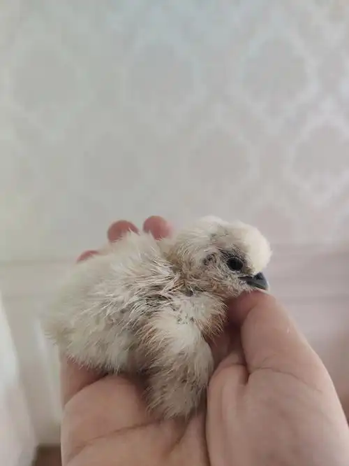 今天泰和乌鸡出壳了