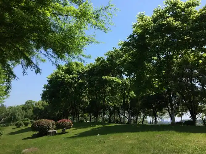 天气睛朗,阳光明媚,绿树成荫,花朵鲜艳,景色优美,美丽的风景挡不住我