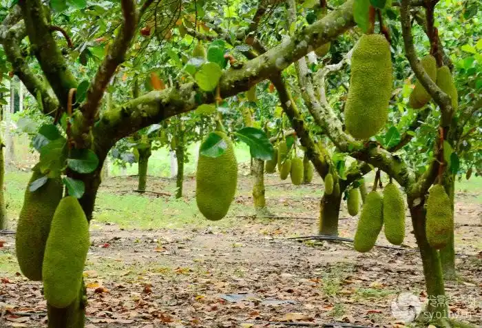 纪实南阳部采风【海南菠萝蜜果园】拍摄7