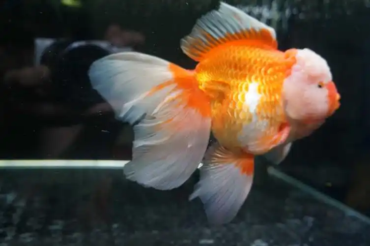 家中唯一的2条泰狮了