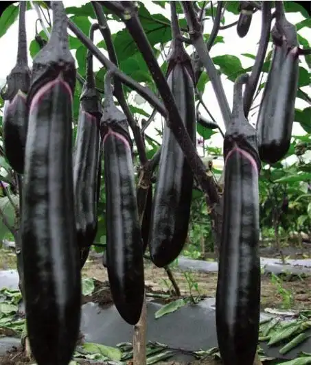 黑长茄