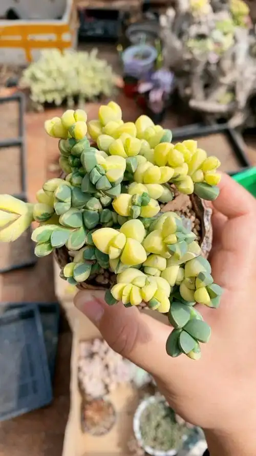 鹿角海棠锦造型精品老桩