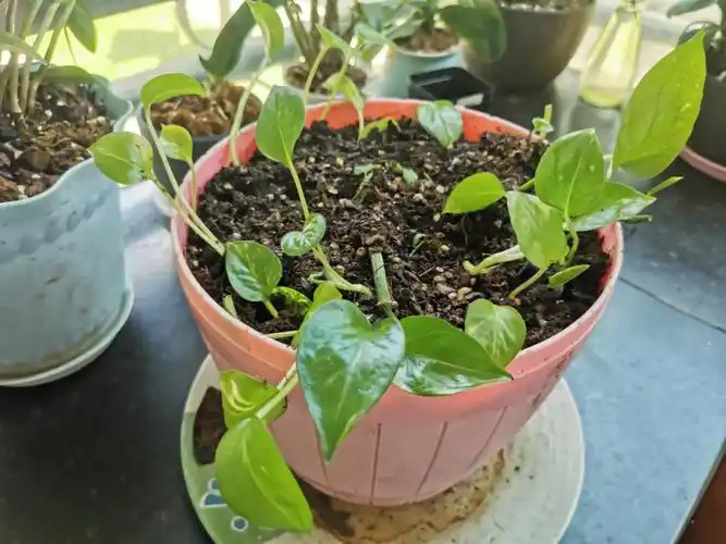 绿萝扦插更新中