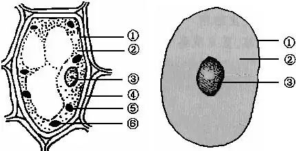 如图为植物细胞和动物细胞结构比较图,请回答
