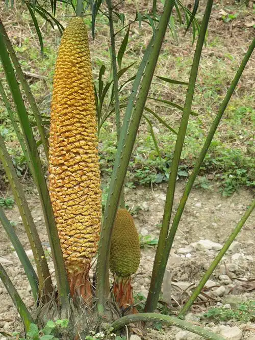 【编辑翻译系列一】3.8亿年的长生树——德保苏铁