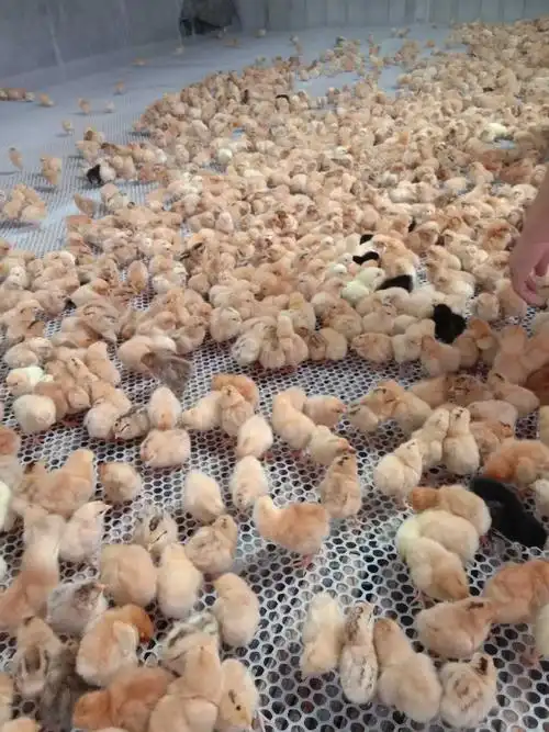 脱温芦花鸡苗,半大芦花鸡苗,成品芦花鸡,芦花鸡出壳苗量大优惠
