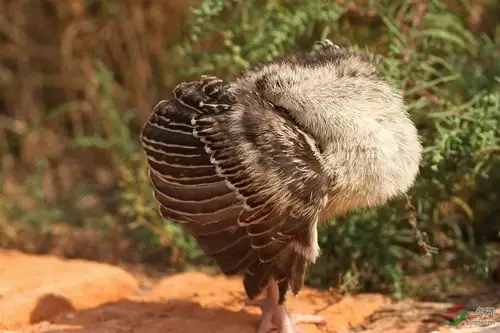 一只活泼可爱的火鸡宝宝儿