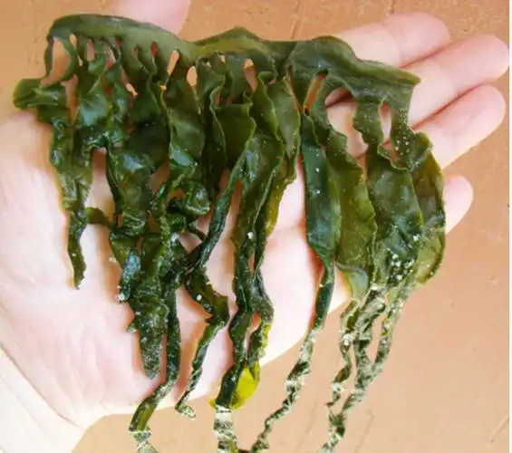 "裙带菜"和"海带"有啥区别?今天才知道,以后不再买错