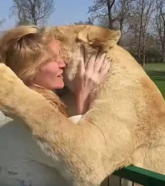 狮子7年后再见幼时饲养者 紧紧拥抱画面暖心(组图)