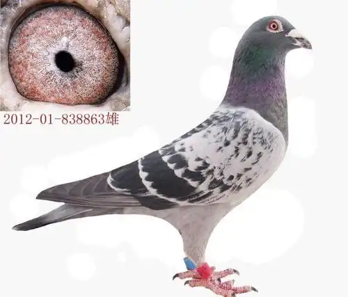 原创詹森老白眼鸽子怎么样?詹森兄弟唯一的杂交尝试