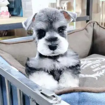 【血统级】纯种宠物狗狗雪纳瑞幼犬活体迷你雪纳瑞活物幼崽 椒盐色