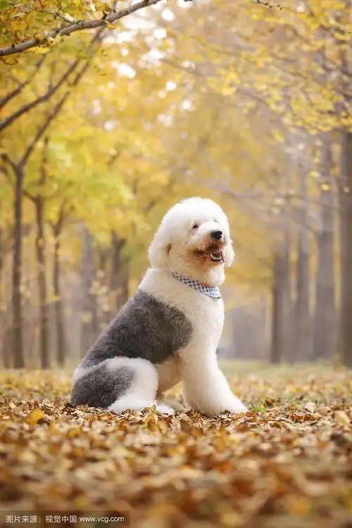 古代牧羊犬狗狗