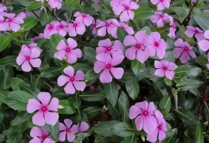 100种有毒花卉图片大全(100种有毒花卉图片大全高清)