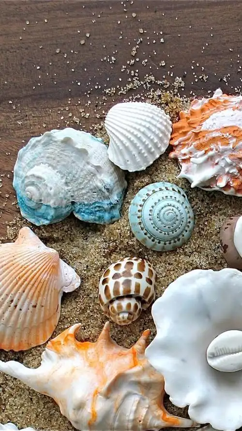 你相信吗?图片里的贝壳和海螺,甚至沙子都是糖做成的!