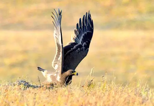 草原雄鹰
