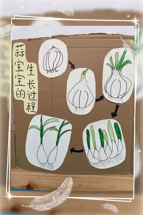 大地幼儿园甜甜4班班本课程 种植乐——大蒜成长记
