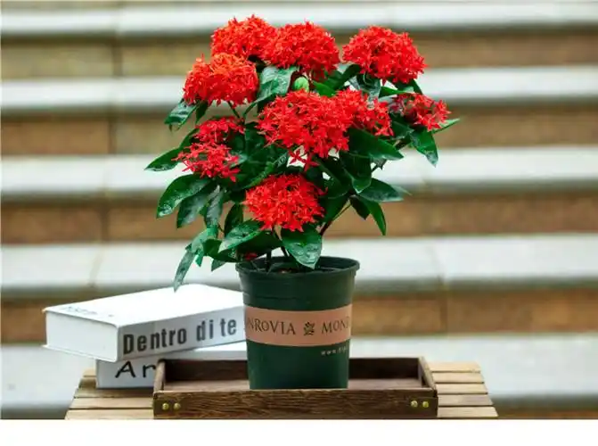 含盆(加仑盆),收藏后优先发货植物品种龙船花干湿习性喜湿光照习性喜