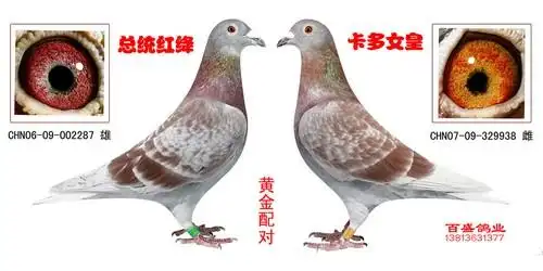 【双关赛鸽王8位】『已售河南-南阳』