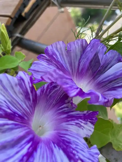 今年的牵牛花应该是叫朝颜