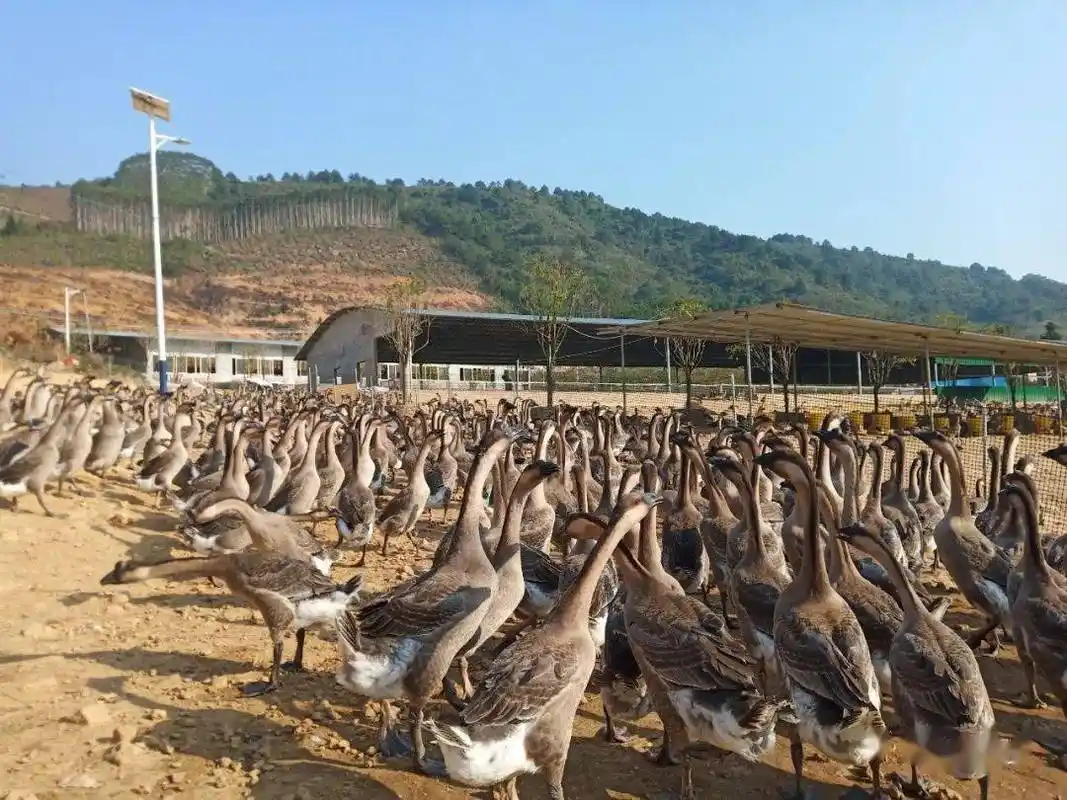 走向我们的小康生活发展养鹅业打通小康路