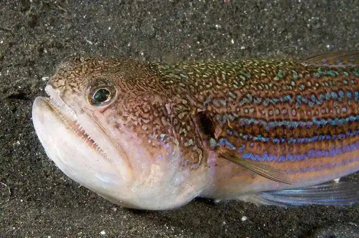 大头狗母鱼,可爱又好吃(图片来自fishesofaustralia.net.au)