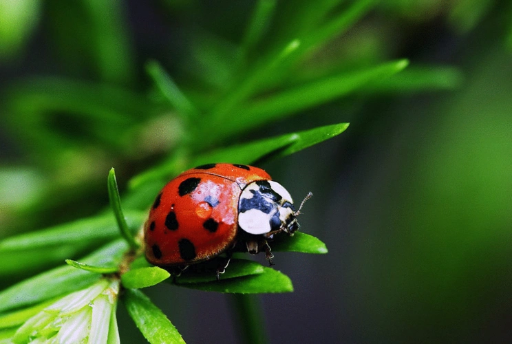 瓢虫的种类瓢虫一共有多少种