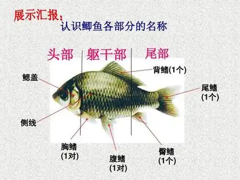 鲤鱼胸鳍和腹鳍的作用「分享」 - 综合百科 - 绿润百科
