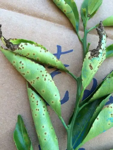 城乡农资公司新会柑溃疡病防治方案分享～新会司前镇用药第四天药效