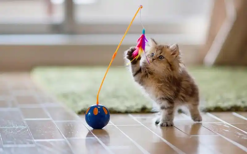 可爱猫咪萌宠小动物桌面壁纸