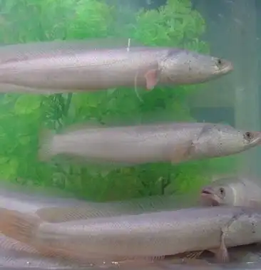 高品质白乌鱼