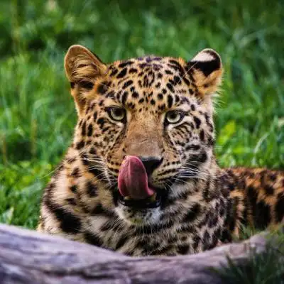 金钱豹霸气头像图片